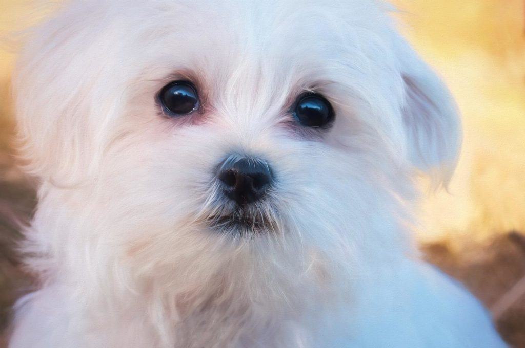 Maltese are tiny dogs with long, silky coats