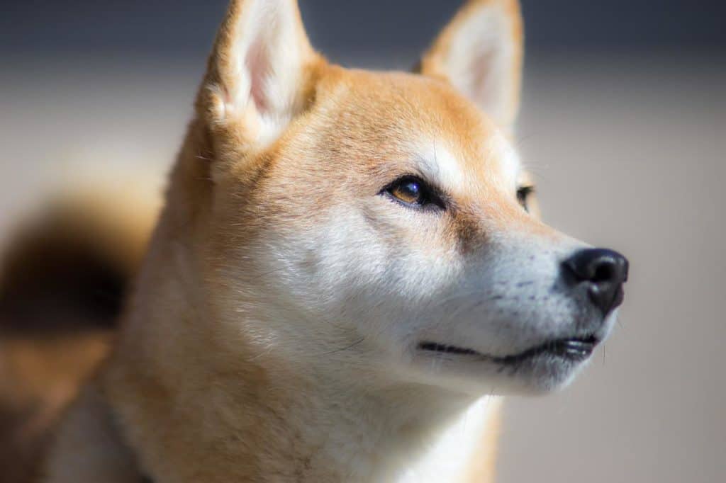 The Shiba Inu is an ancient breed of dog originating in Japan