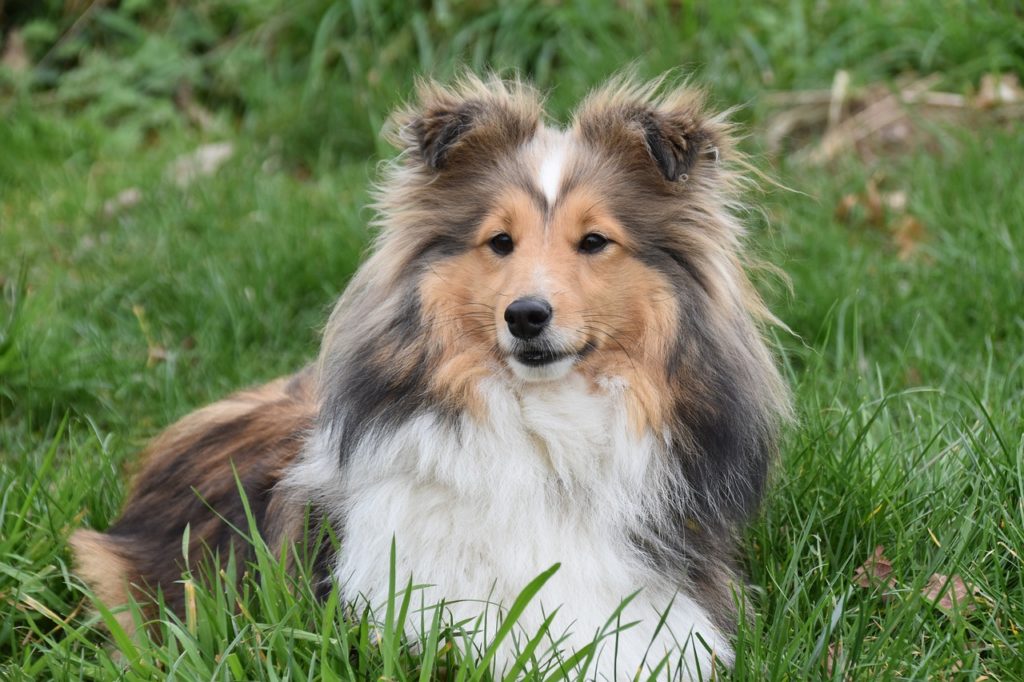 The Shetland Sheepdog si also known as the Shetland or Sheltie