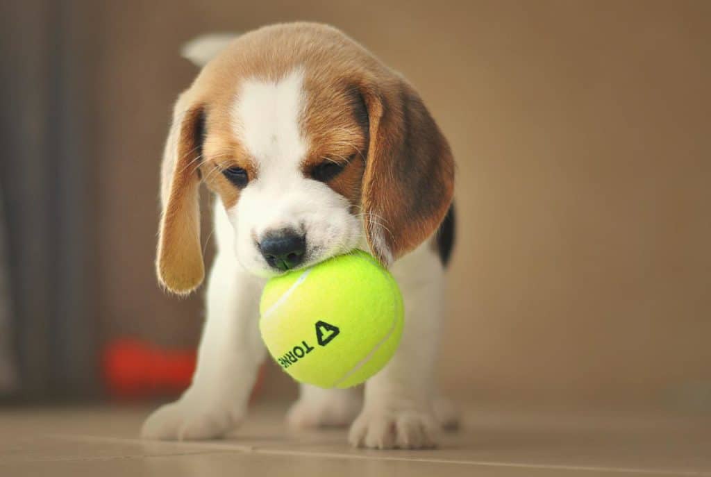 Beagle is one of the most popular breeds of dogs