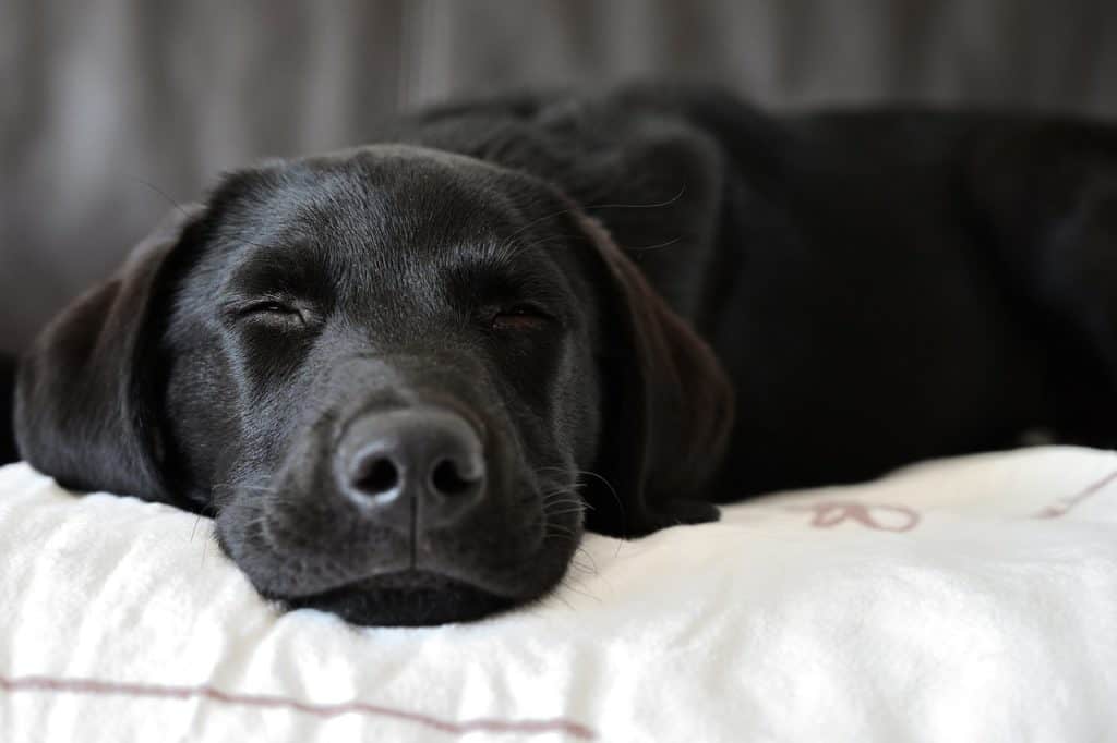 Labrador Retriver sleeping