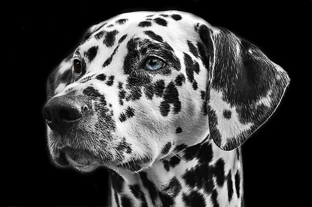  Dalmatians are among the most beautiful dog breeds 