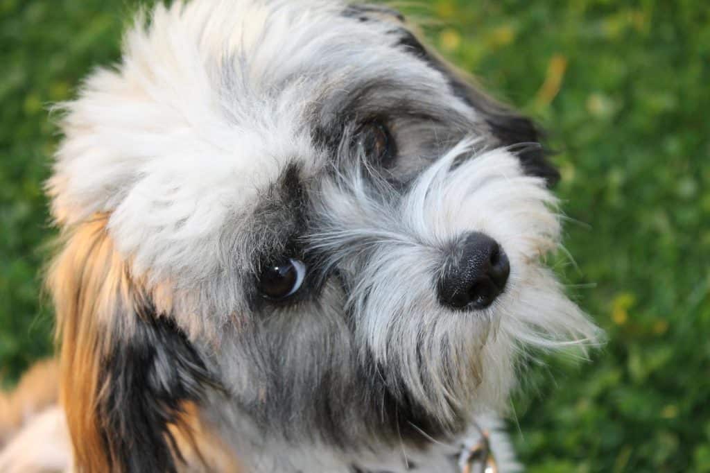 Havanese have a beautiful no-shed, silky coat