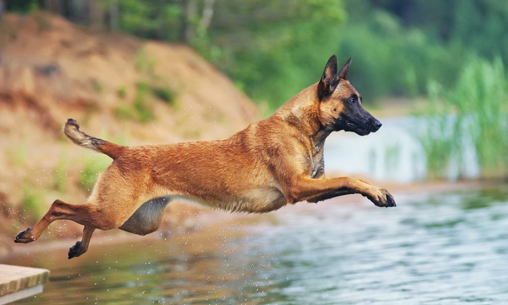 Belgian Malinois train them to perform tasks, learn tricks, and be good guard dogs