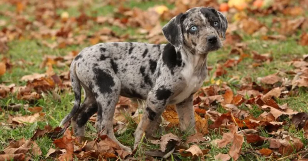 Catahoula Leopard Dogs 