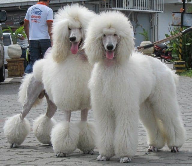 two beautiful white standard poodles