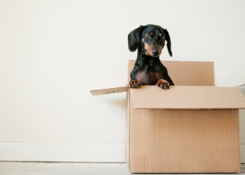 black and brown Dachshund standing in box. It's time to get a furniture dog crate for your pet