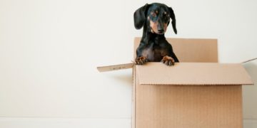 black and brown Dachshund standing in box. It's time to get a furniture dog crate for your pet
