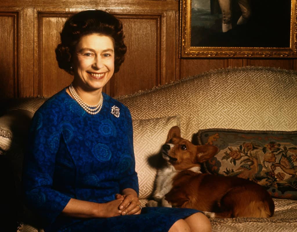 Queen Elizabeth II smiles radiantly during a picture-taking session in the salon at Sandringham House. Her pet dog looks up at her. These photos were taken in connection with the royal Family's planned tour of Australia and New Zealand.