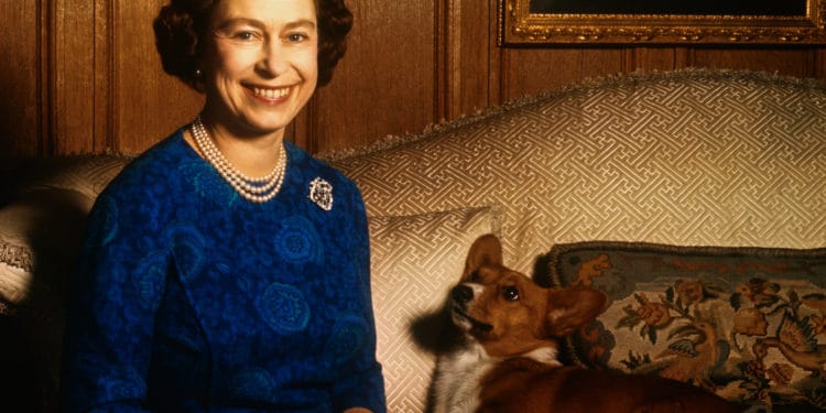 Queen Elizabeth II smiles radiantly during a picture-taking session in the salon at Sandringham House. Her pet dog looks up at her. These photos were taken in connection with the royal Family's planned tour of Australia and New Zealand.
