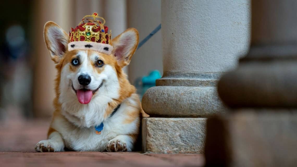 Amazing facts about the Queen's Corgis