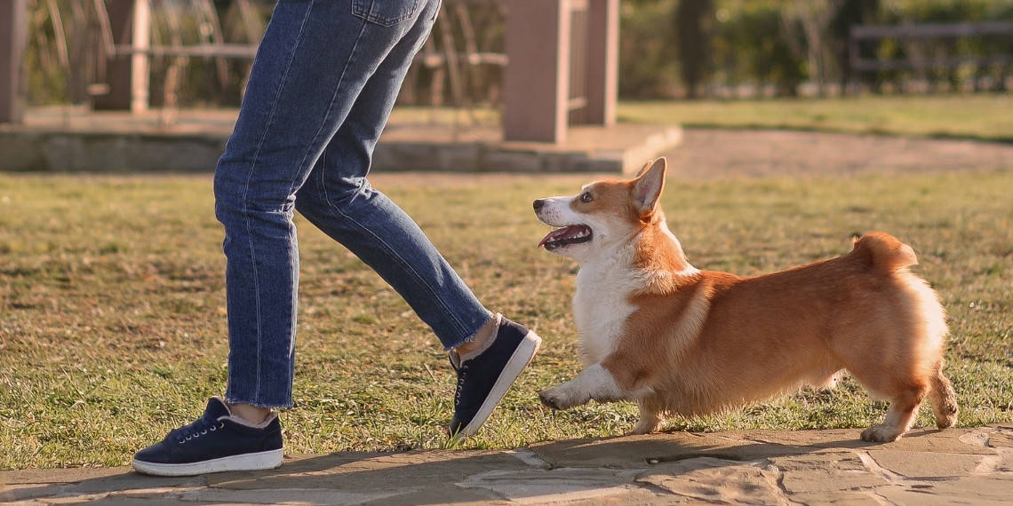 The Corgis sometimes bit other pets and people
