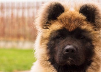 The most beautiful large dog breeds