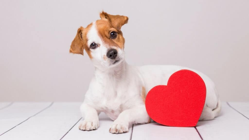 The 10 Most Beautiful Small Breed Dogs Ready To Curl Up In Your Lap ...