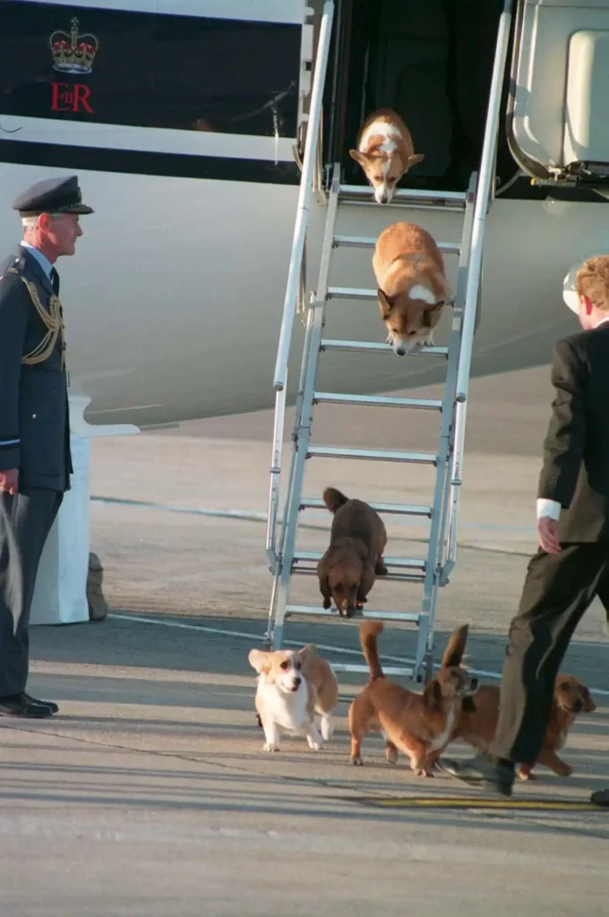 The Queen's Corgis have private quarters on planes and trains