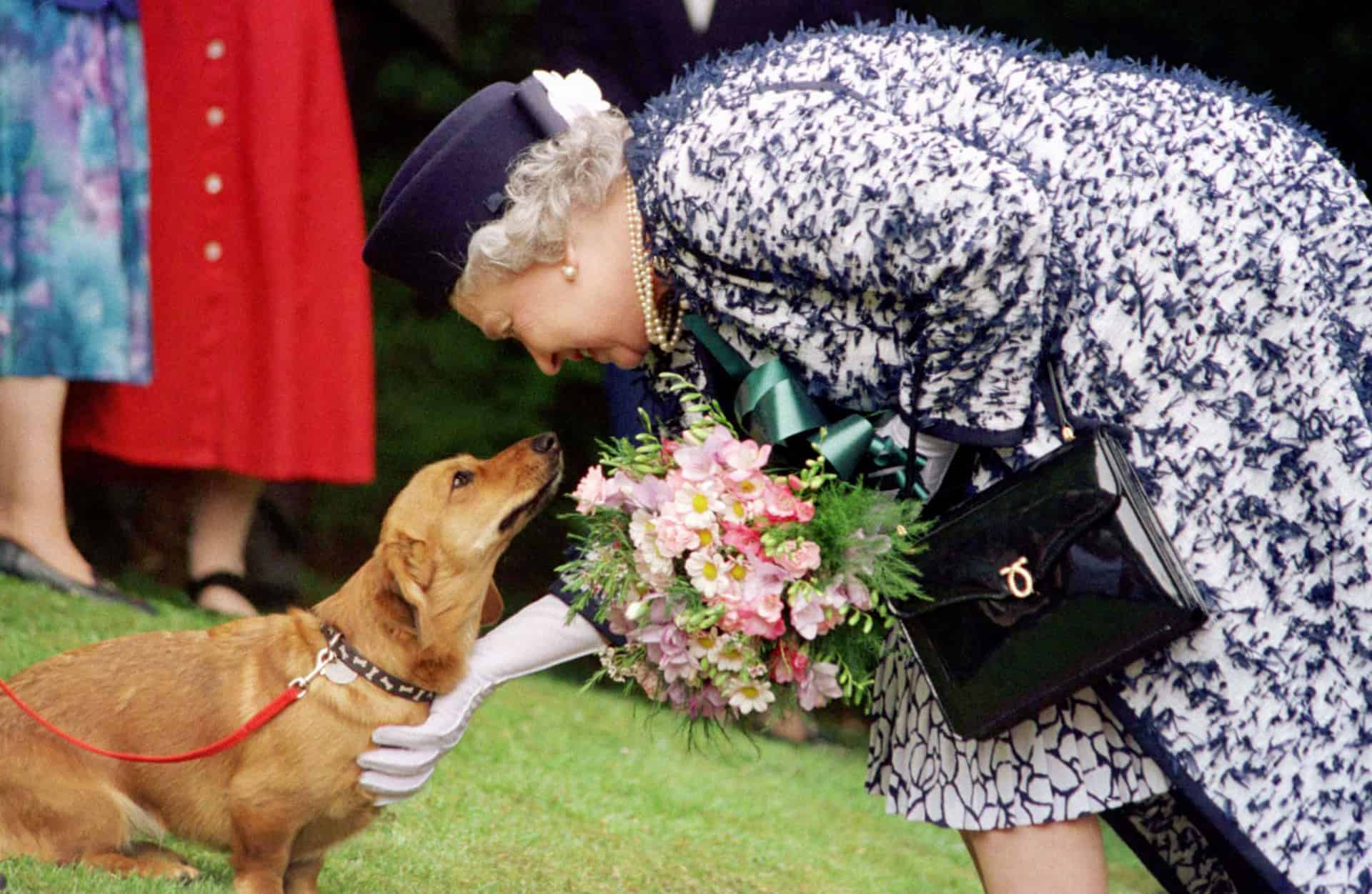 The Queen encountered an old acquaintance during a visit to the Roman site of Vindolanda near Hadrian's Wall in Northumberland, a corgi bred by the Queen and now owned by Lady Beaumont who lives in the area.