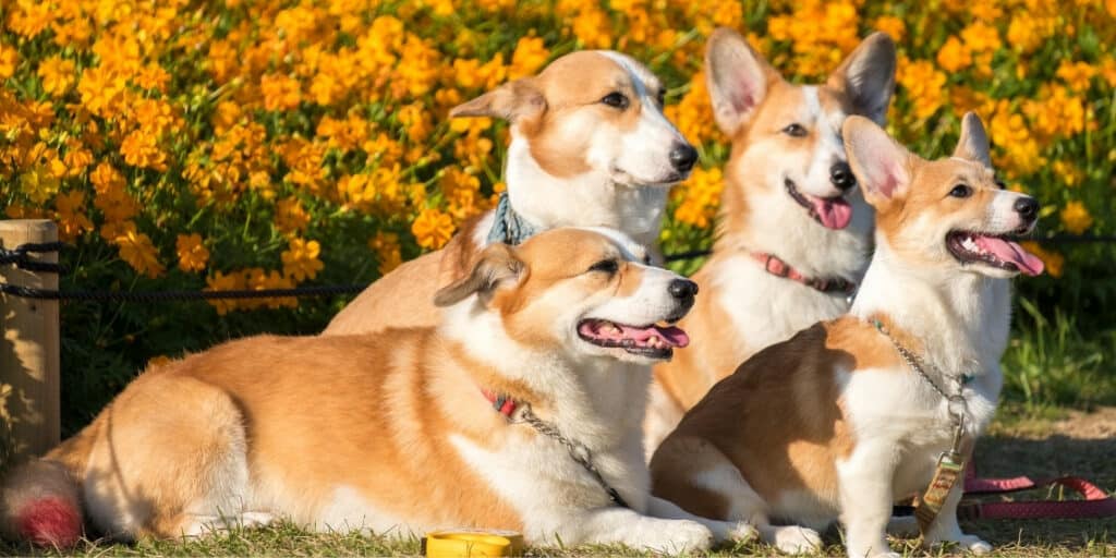 It is said the Queen had 13 Corgis at one time