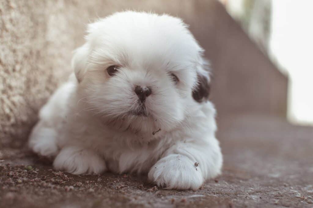 Closeup Photography of White Long Coated Puppy