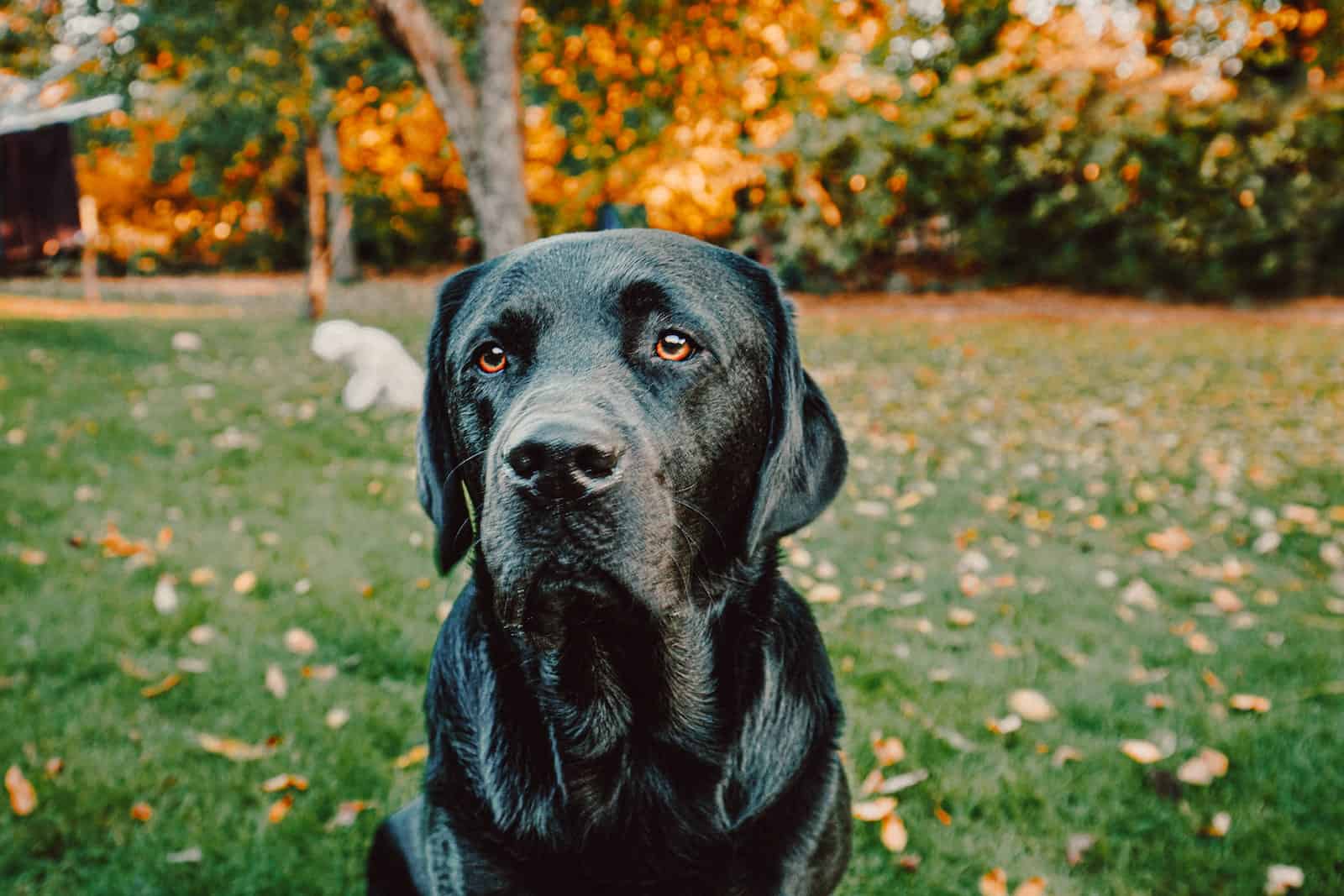 Close-Up Photo of Black Dog