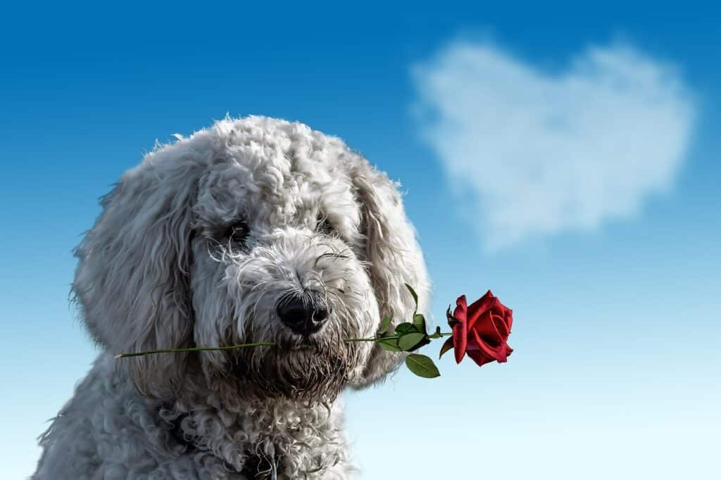Celebrate Valentine's Day with your puppy