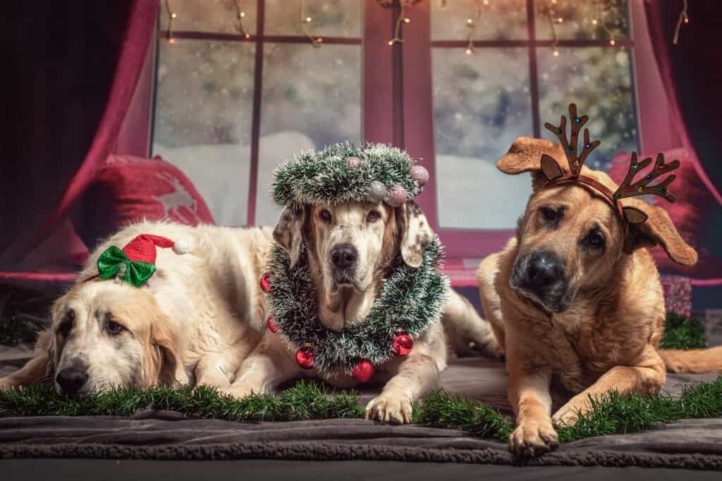 Christmas holiday dogs