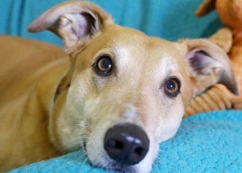 Jake is Britain's most unwanted dog