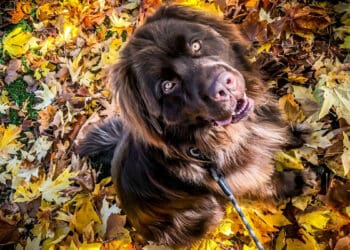 The most common dangers in the fall for your dog