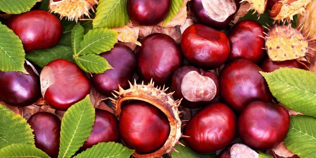 conkers can make your dog sick and are a choking hazard