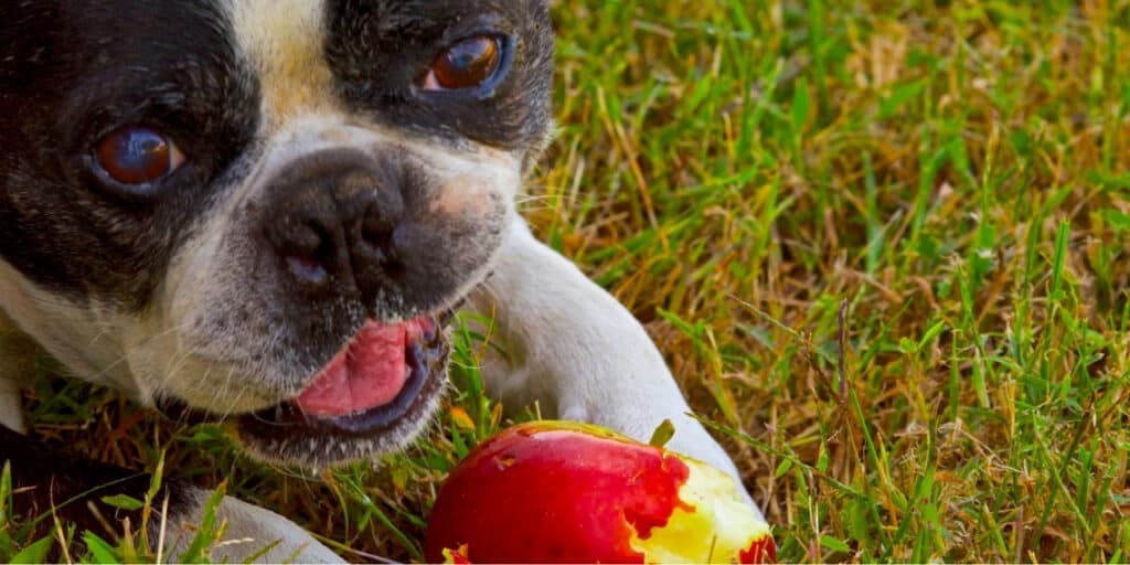 rotten fruit can make your pet sick