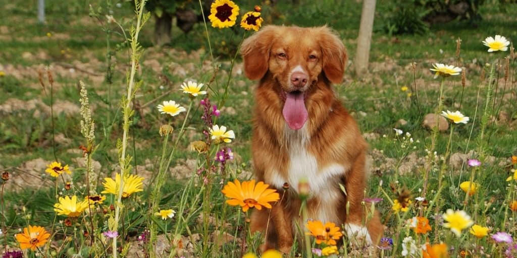 some flowering bulbs can be dangerous for your furry friend
