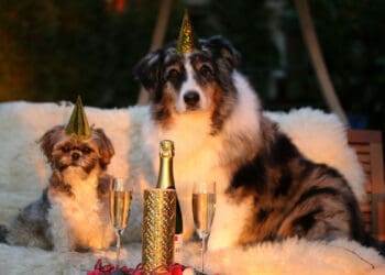 The Ultimate list of dog and pet related holidays