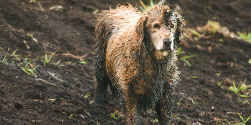dogs can catch a flesh eating virus from muddy waters