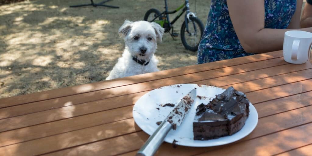 chocolate is not safe for mans best friend