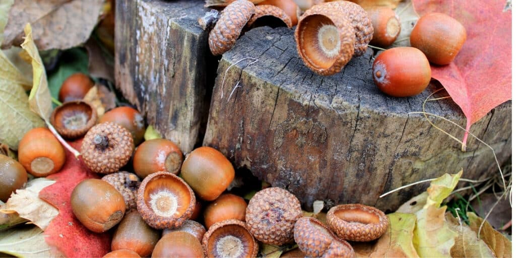 acorns can be toxic and a chocking hazard