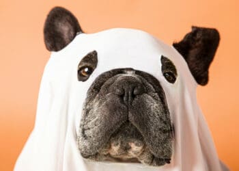 Halloween costumes for the whole family and dog