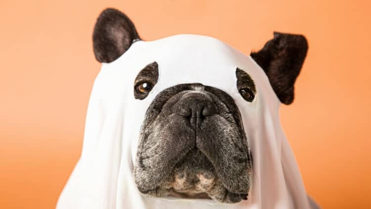 Halloween costumes for the whole family and dog