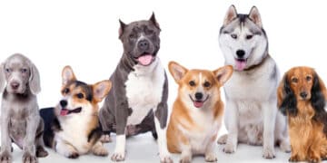 Best dog names for your new puppy