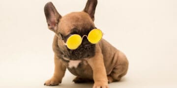 200 Unique Dog Names for your one of a kind puppy