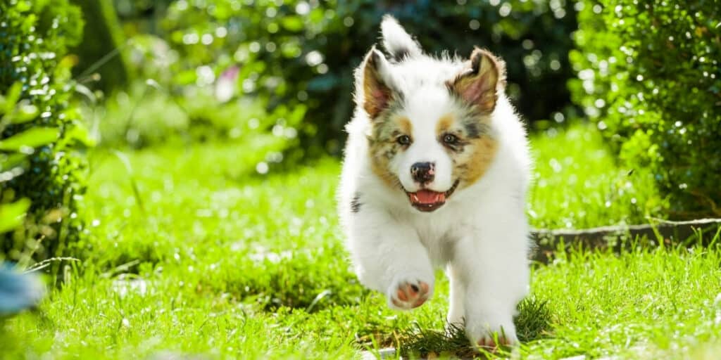 puppy running in grass