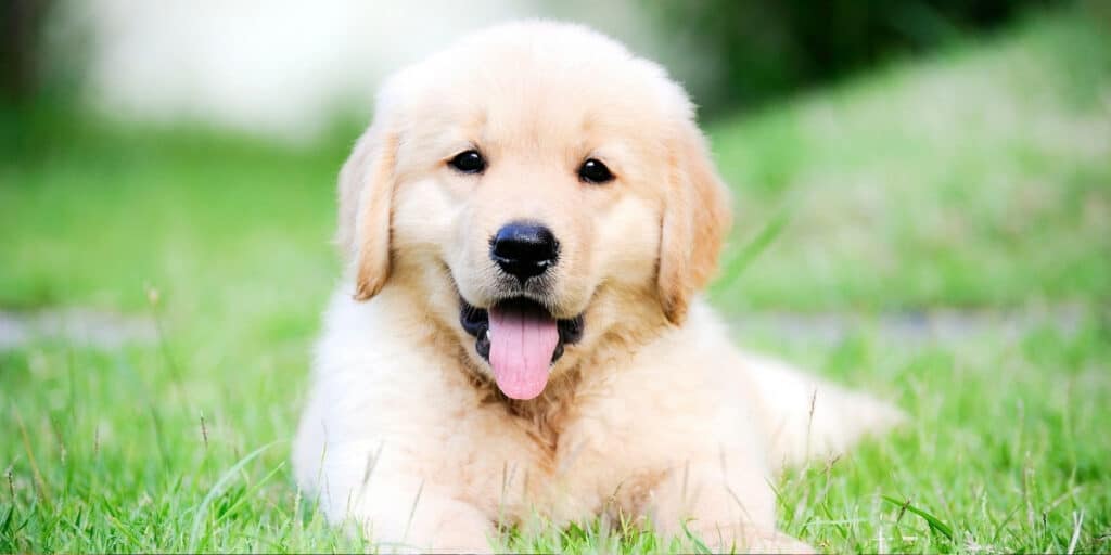 golden retriever puppy laying on the lawn