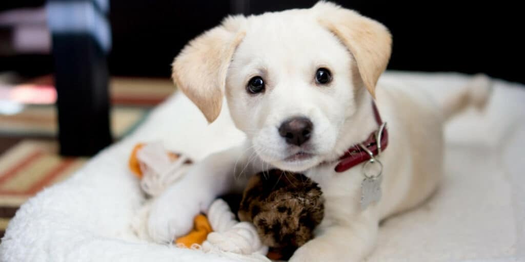 Labrador puppy playing with toy