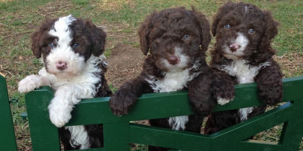 3 poodle mix puppies leaning on a dog gate