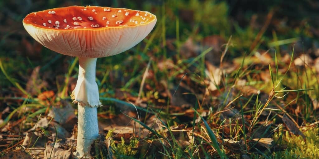 Wild mushrooms can be hazardous to your dogs health