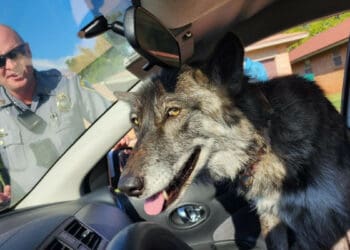 An adorable pet wolf hybrid was mistaken as a stray wolf