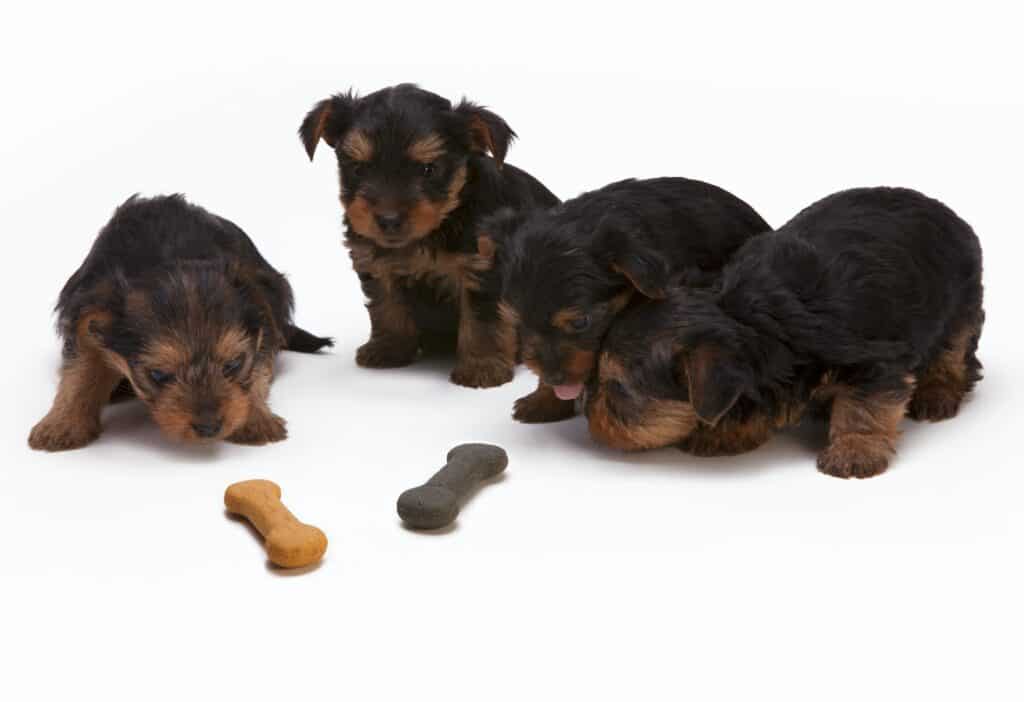 Black and Tan Yorkshire Terrier Puppy