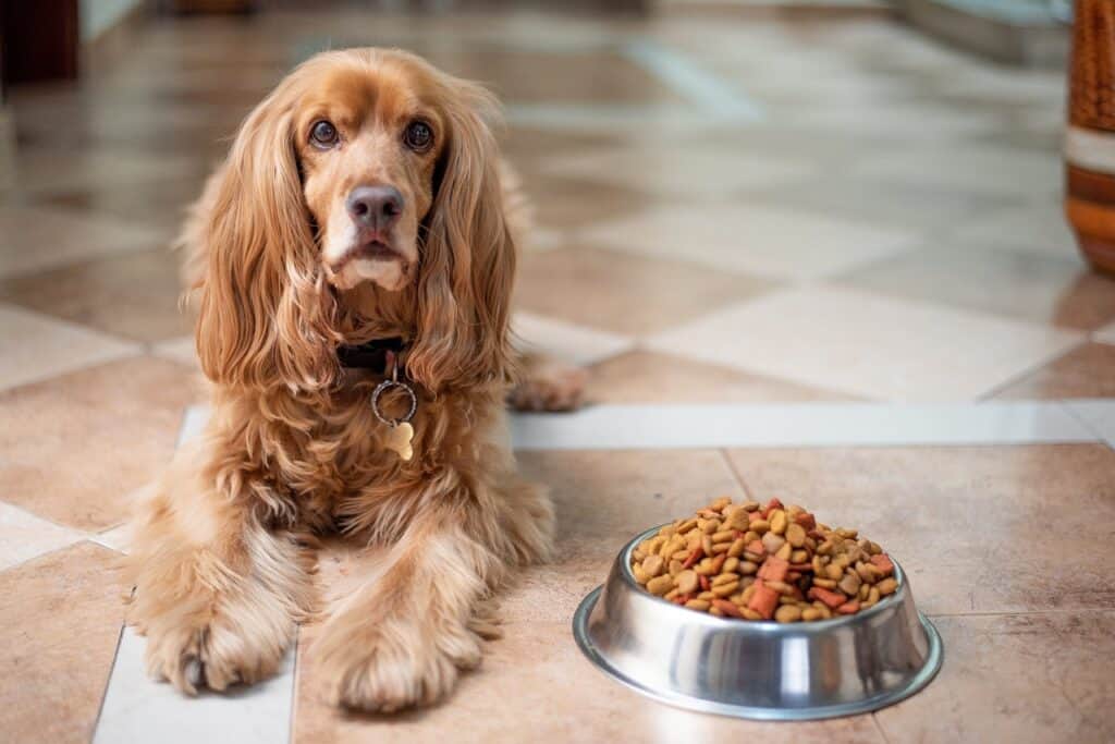 Dog with dog food bowl 