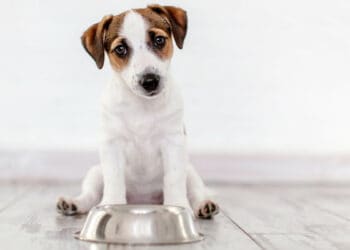 A new study shows most US dog foods have forever chemicals which may be hazardous to their health