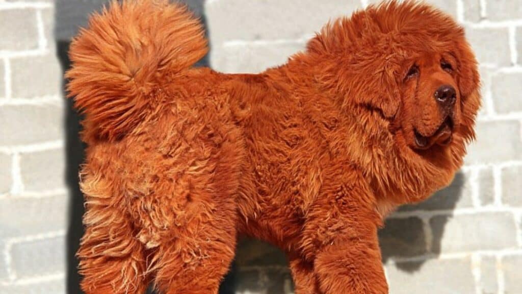 Big Splash, a Tibetan Mastiff puppy, who in 2011 sold for $1.5 million.