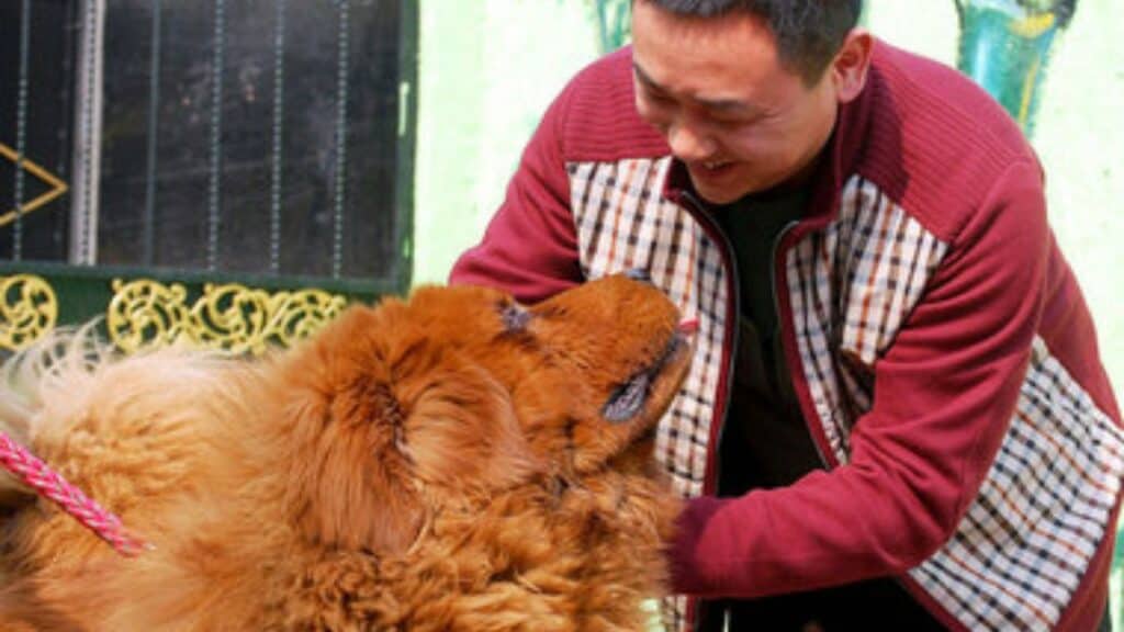 A Chinese business tycoon and Big Splash, a red Tibetan Mastiff.
