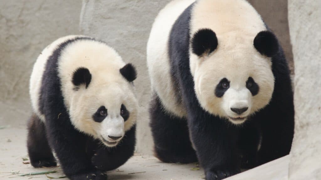 Two Giant Pandas from China.